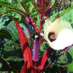 a close up of a flower on a plant