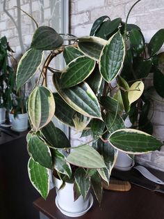 there is a potted plant with green leaves on the table next to other plants