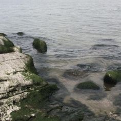 some rocks in the water with moss growing on them