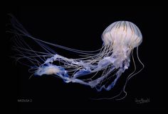 a white jellyfish floating in the water