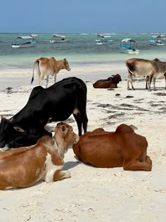 several cows laying on the beach with boats in the background