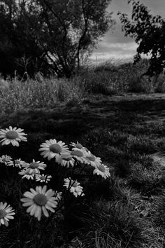 Black and white aesthetic
Black and white
Black and white aesthetic wallpaper
Black and white wallpaper
Black and white photography
Photography
Photography ideas
Photography aesthetic Pretty Black And White Pictures, Black Spring Aesthetic, Western Collage, Playlist Pics, Black And White Daisy, Light Grunge, Nature Elements, Grunge Pictures