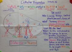 a white paper with writing on it that says cellular respition and the diagram below