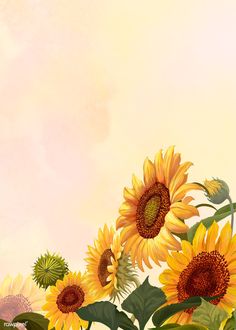 sunflowers with green leaves and yellow background