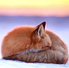 a fox curled up in the snow with it's head resting on its back