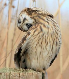 an owl sitting on top of a wooden post