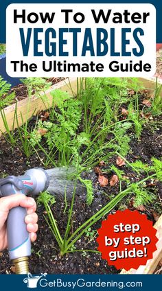 a hand holding a garden hose watering a raised vegetable garden Water Vegetables, Pedal Boards, Homesteading Ideas, Vegetable Plants, Cool Science Facts, Garden Vegetables, Fall Garden Vegetables, Garden Watering