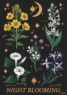 the night blooming poster is shown with various flowers and stars on black background,