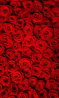 a bunch of red roses that are laying on the ground in front of each other