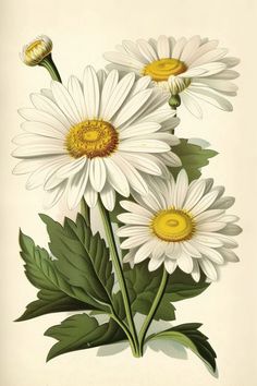 an illustration of white daisies with green leaves