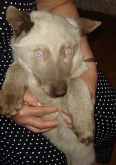 a woman holding a dog in her arms with one paw on it's chest