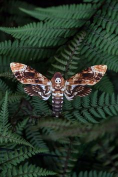 a moth sitting on top of a lush green plant