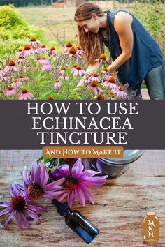 Learn to make a simple immune-boosting and virus-fighting echinacea tincture with the leaves and flowers from your immature echinacea plant or the roots of your mature echinacea plant. Echinacea Tincture, Medicinal Herbs Remedies, Echinacea Plant, Tinctures Recipes, Herbal Tinctures, Herbal Apothecary