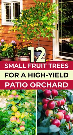 small fruit trees for a high - yield patio orchard are easy to grow in the summer