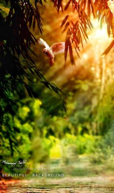 a bird flying through the air over a forest filled with trees and leaves at sunset