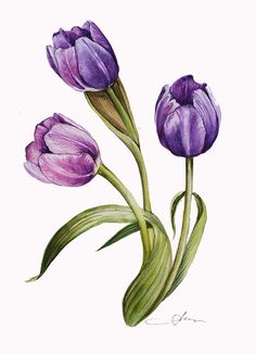 three purple tulips with green stems on a white background