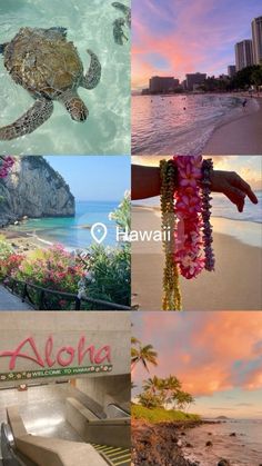 a collage of photos with the words aloha written in different languages and pictures of sea turtles