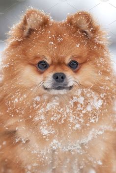 a small brown dog with blue eyes sitting in the snow looking at the camera while covered in snow flakes