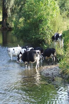 several cows are standing in the water near some trees