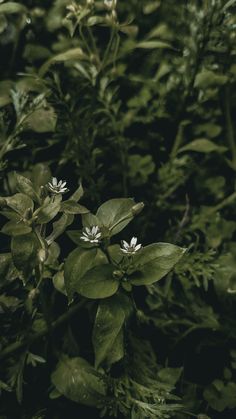 some white flowers and green leaves in the dark