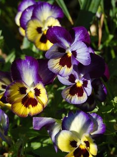 purple and yellow pansies are growing in the grass