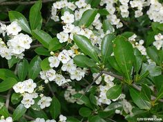 some white flowers and green leaves on a tree