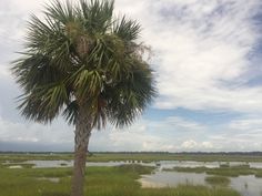 a palm tree in the middle of a marshy area with water and clouds behind it