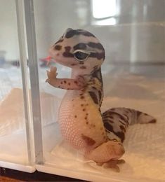 a small gecko in a glass case with its mouth open and it's tongue out