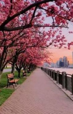 a row of park benches sitting next to each other on a sidewalk near the water