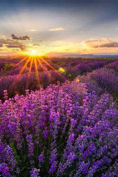 the sun is setting over a lavender field