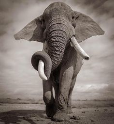 an elephant with tusks walking in the desert on a cloudy day, black and white photograph