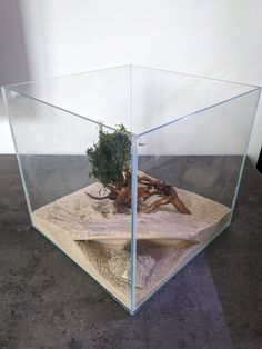 a small tree in a glass box on the ground with sand and rocks underneath it