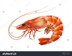 a red shrimp on white background with clippings to the side and bottom view