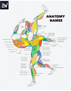 an image of the anatomy of a man's body and its major muscles, labeled in