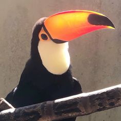 a black and white bird with a bright orange beak