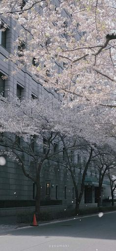 the trees are blooming in front of the building