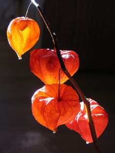 two orange flowers are hanging from a twig