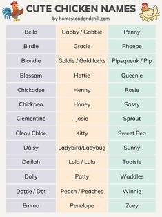 the chicken names for different types of chickens