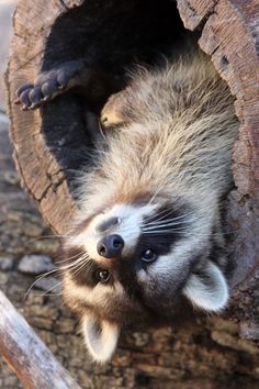 a raccoon is poking its head out of a hole in a tree trunk