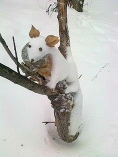 a dog is sitting in the snow on a tree branch with it's head stuck up