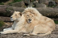 two large white lions laying next to each other on the ground in front of rocks