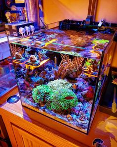 a fish tank filled with lots of different types of corals and seaweed on top of a wooden table