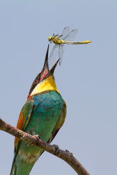 two colorful birds sitting on top of a tree branch with a dragonfly perched on it's head