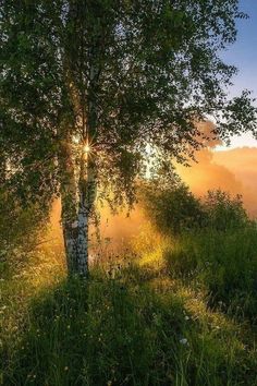 the sun shines through the clouds behind a tree on top of a grassy hill