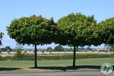 three trees are in the middle of a road