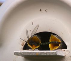 two yellow and black bugs sitting on top of a white toilet bowl next to a metal bar