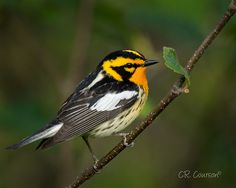 a small yellow and black bird sitting on a tree branch