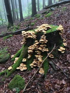 mushrooms growing on a mossy log in the middle of a forest with fallen leaves