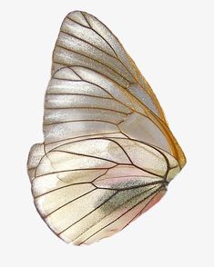 a white and gold butterfly flying through the air