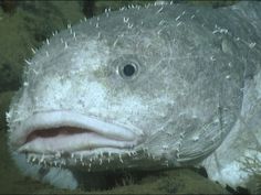 a close up of a fish on the ocean floor with algae growing around it's mouth